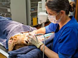 Veterinary Surgeon